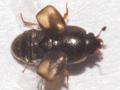 Carpophilus hemipterus